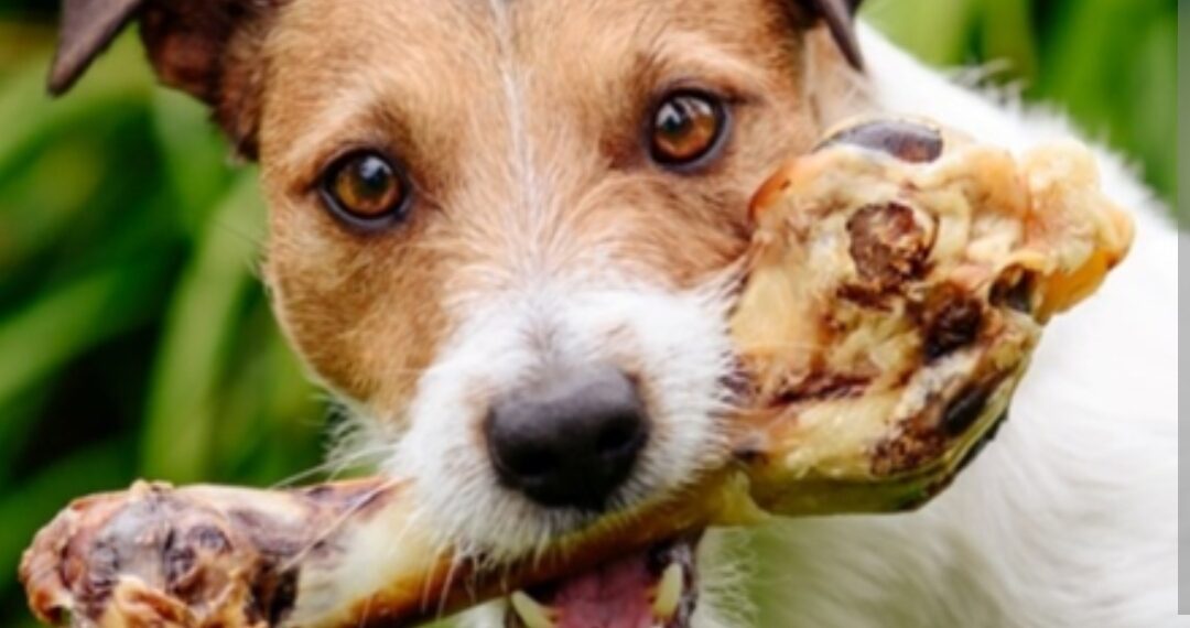 Kuhane kosti mogu biti kobne za vašeg psa