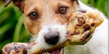 Kuhane kosti mogu biti kobne za vašeg psa