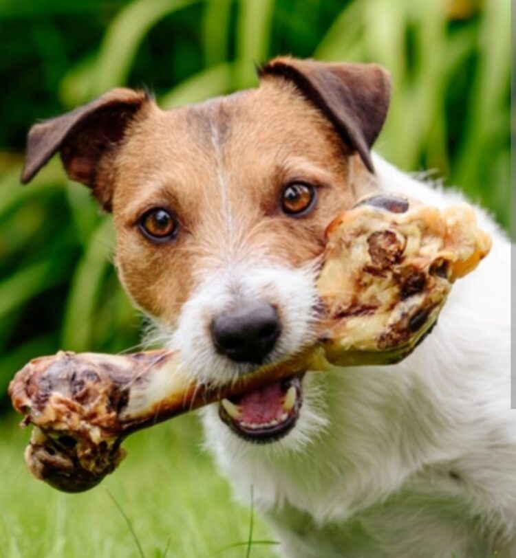 Kuhane kosti mogu biti kobne za vašeg psa