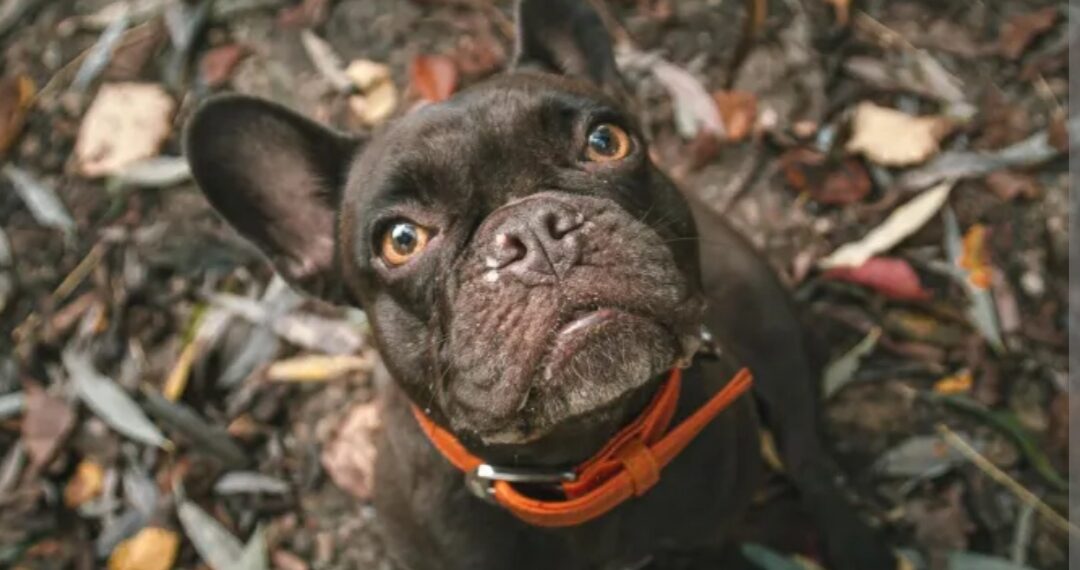 Koja je pasmina pasa najbolja za zaposlene ljude koji nemaju mnogo slobodnog vremena