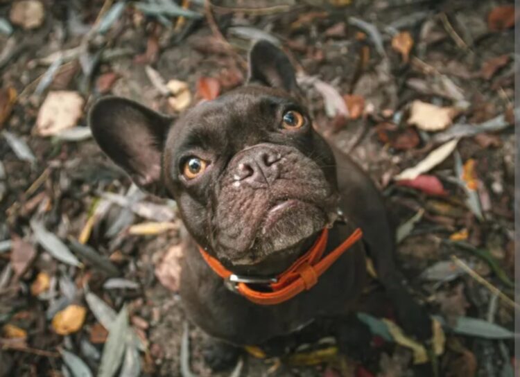 Koja je pasmina pasa najbolja za zaposlene ljude koji nemaju mnogo slobodnog vremena