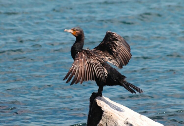 Objavljene su nove smjernice Europske komisije za zaštitu ptica