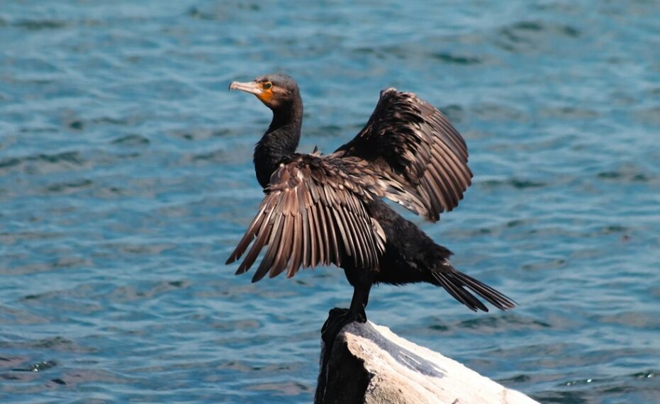 Objavljene su nove smjernice Europske komisije za zaštitu ptica