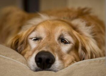 Italija odlučila: ako je vaš ljubimac teško bolestan, imate pravo na plaćeni dopust