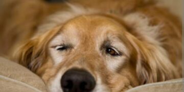 Italija odlučila: ako je vaš ljubimac teško bolestan, imate pravo na plaćeni dopust