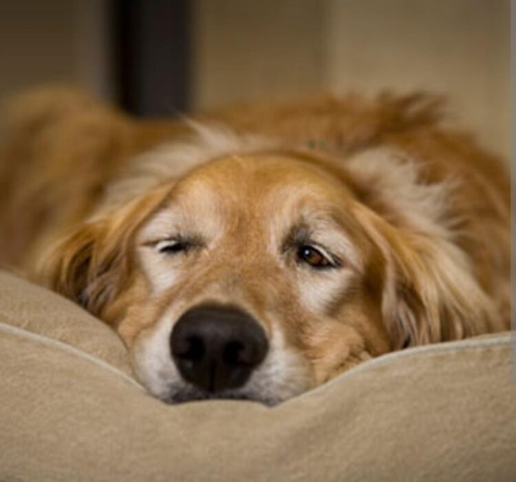 Italija odlučila: ako je vaš ljubimac teško bolestan, imate pravo na plaćeni dopust