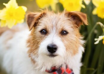 Ovaj proljetni cvijet otrovan je za pse