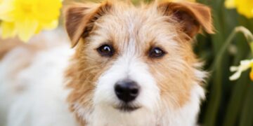 Ovaj proljetni cvijet otrovan je za pse