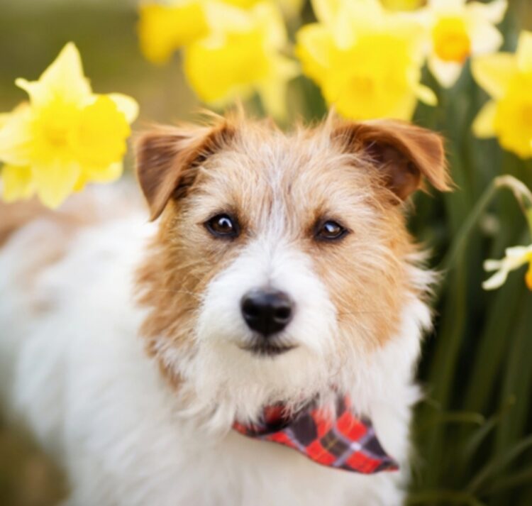 Ovaj proljetni cvijet otrovan je za pse