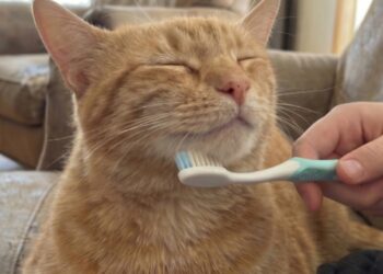 Zašto mačke vole četkanje vlažnom četkicom za zube