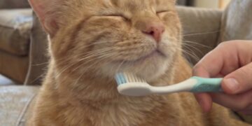 Zašto mačke vole četkanje vlažnom četkicom za zube