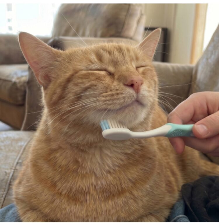 Zašto mačke vole četkanje vlažnom četkicom za zube