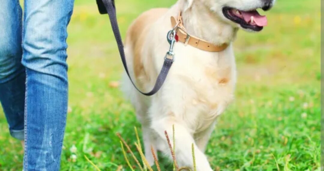 Koliko bi trebala trajati šetnja psa