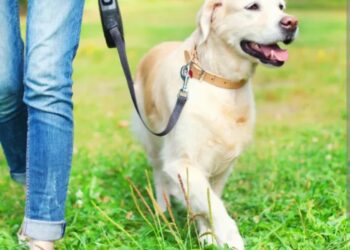 Koliko bi trebala trajati šetnja psa