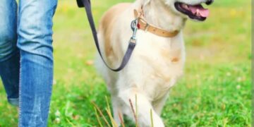 Koliko bi trebala trajati šetnja psa