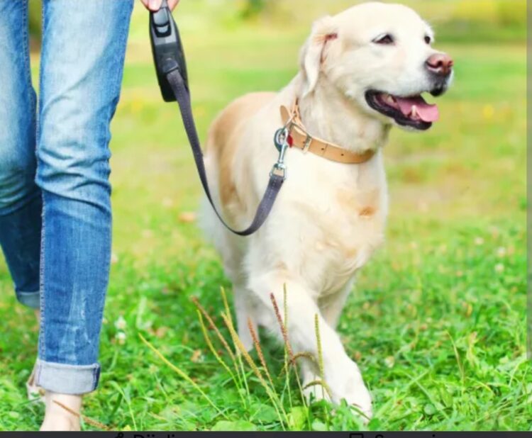 Koliko bi trebala trajati šetnja psa