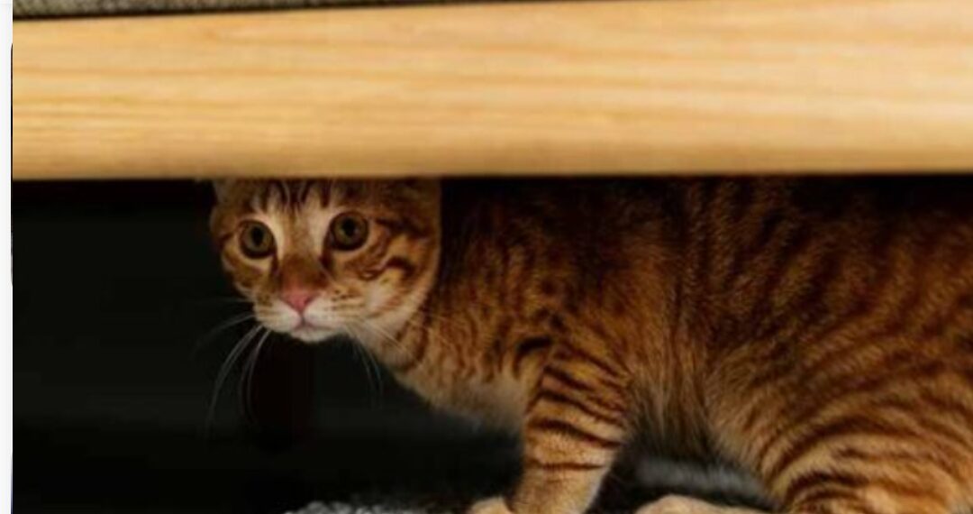 Zašto se vaša mačka skriva kada vam netko dođe u posjete