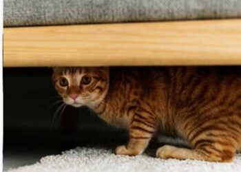 Zašto se vaša mačka skriva kada vam netko dođe u posjete