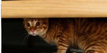 Zašto se vaša mačka skriva kada vam netko dođe u posjete