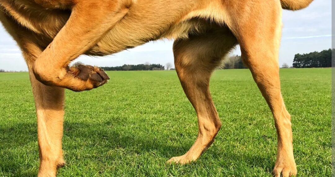 Osteoartritis kod pasa i važnost što ranije dijagnoze