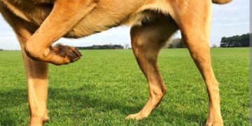 Osteoartritis kod pasa i važnost što ranije dijagnoze