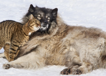 Opasnost od pseće hrane za mačke: Što se događa ako mačka redovno jede hranu za pse