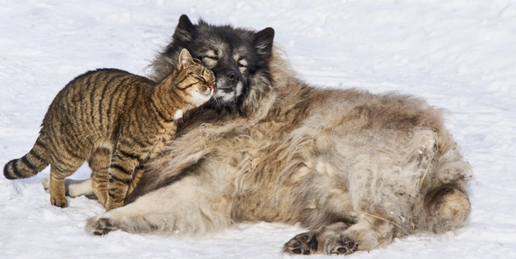 Opasnost od pseće hrane za mačke: Što se događa ako mačka redovno jede hranu za pse