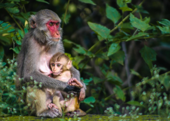 Turistička hrana mijenja ponašanje majmuna: Geofagija kao zaštita želuca
