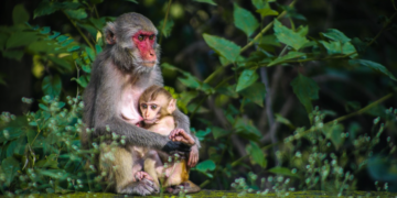 Turistička hrana mijenja ponašanje majmuna: Geofagija kao zaštita želuca