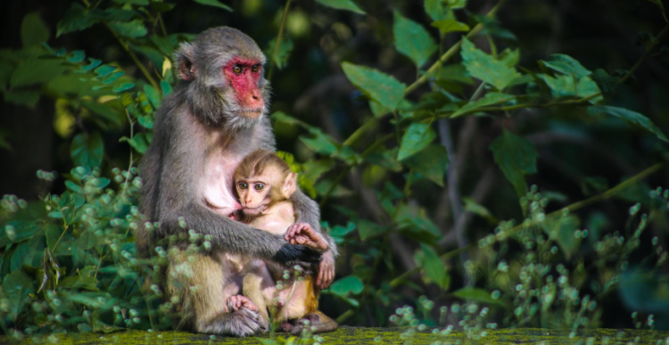 Turistička hrana mijenja ponašanje majmuna: Geofagija kao zaštita želuca