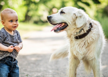 Koje pasmine pasa su najbolje za djecu? Stručnjaci otkrivaju top 4 izbora