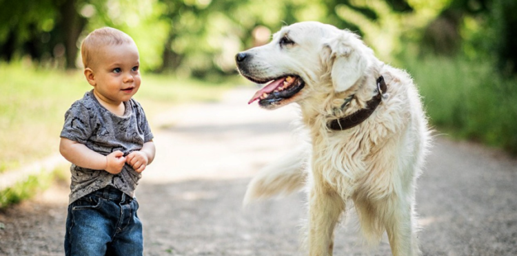 Koje pasmine pasa su najbolje za djecu? Stručnjaci otkrivaju top 4 izbora