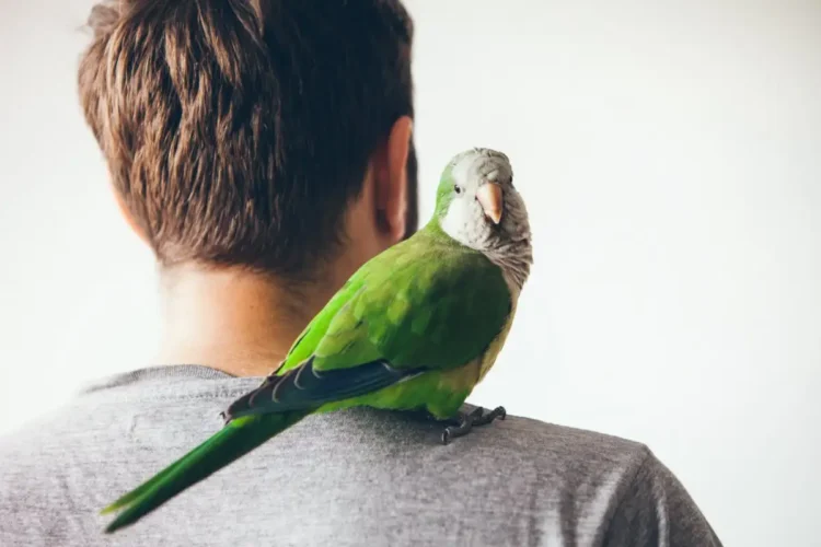 Ptice za mentalno zdravlje