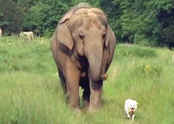 Ako lavica može štititi antilopu, a pas može biti smisao života orangutanu….