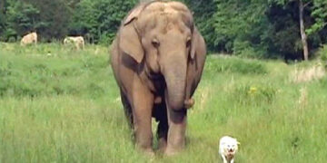 Ako lavica može štititi antilopu, a pas može biti smisao života orangutanu….