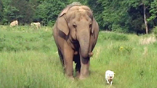 Ako lavica može štititi antilopu, a pas može biti smisao života orangutanu….