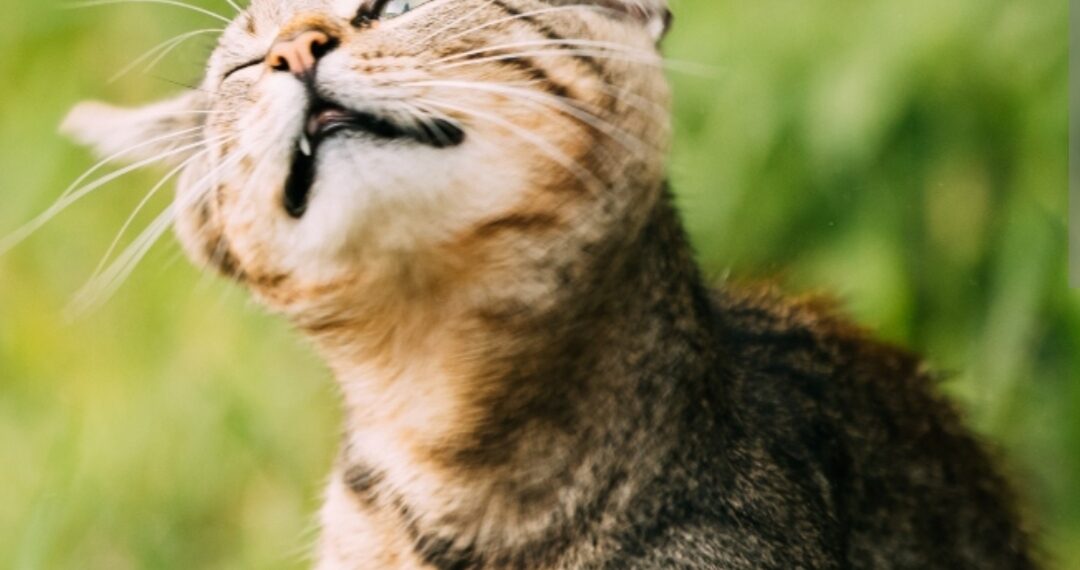 Zašto psi i mačke ponekad tresu glavom i kada se savjetuje pozvati veterinara