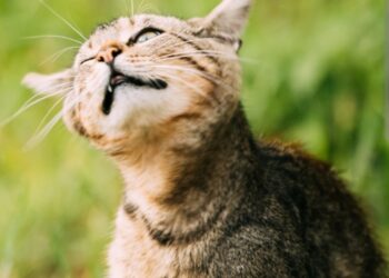 Zašto psi i mačke ponekad tresu glavom i kada se savjetuje pozvati veterinara
