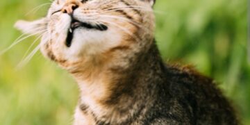 Zašto psi i mačke ponekad tresu glavom i kada se savjetuje pozvati veterinara