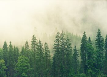 UN upozorava: 41 milijun hektara šuma nestao od 2015., a posljedice osjećamo i kroz klimatske promjene