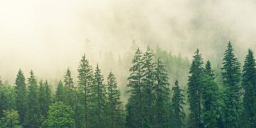 UN upozorava: 41 milijun hektara šuma nestao od 2015., a posljedice osjećamo i kroz klimatske promjene